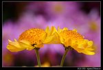 IMG_4135