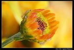 IMG_4142