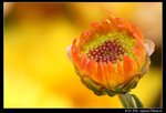 IMG_4152