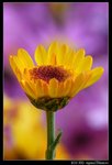 IMG_4164