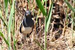 IMG_0957