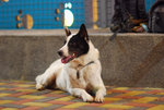 DSC_10412007-06-18
