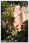 DS2_450264bl