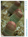 DS4_3810