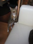Cat Cafe + Habour City 015