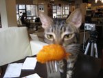 Cat Cafe + Habour City 028
