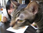 Cat Cafe + Habour City 029