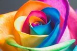 rose_thumb