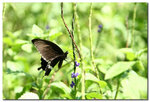 IMG_0506 copy