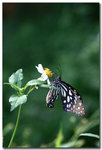 IMG_0783 copy