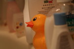 鴨子