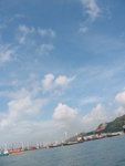 中華白海豚