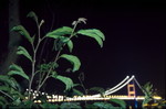 slide0019(800)
