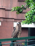 PICT0662(700)
