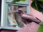 PICT0674(800)