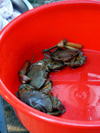 crabs