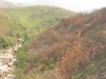 山火肆虐的痕跡再現