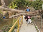 北塱村一棵倒下的大樹攔路