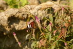 IMGP0422