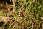 IMGP0425