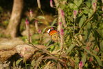 IMGP0426