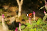 IMGP0434