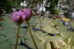 IMGP0373