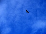 when there is always wind
beneath your wings ,
and never ending blue skies above,
its hard to stop flying, notwithstanding an end 
thats nowhere in sight ...
