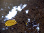 and gentle ripples, in calm placid lakes ...