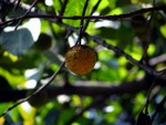 Ripe.