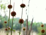 So today I let myself be talked toby one plum-colored weed,dipping on its stalk - a swoonso drunk and delicate, it hurt.