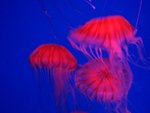 IMG_1688