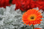IMG_4244
