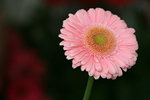IMG_4290