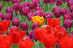 IMG_4320