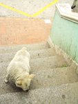 狗狗走得好辛苦。