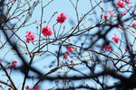 12_IMG_2808a