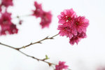 19_IMG_3970a