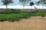 IMG_7408a