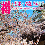 sakura osaka cover