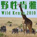cover wild kenya