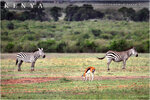 2010_Kenya_048