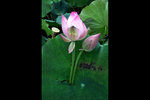 14_L1010893