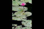 29_L1010913