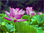 39_L1020520a