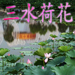 sanshui_lotus_cover