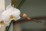 IMG_5907