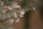 IMG_6012