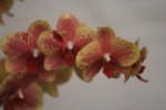 IMG_6026