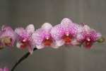 IMG_6031